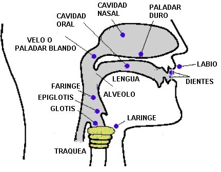 laringe 1