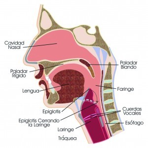 laringe 2